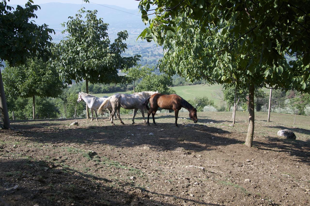 Fattoria Alvaneta Падула Экстерьер фото